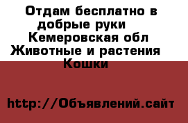 Отдам бесплатно в добрые руки ! - Кемеровская обл. Животные и растения » Кошки   